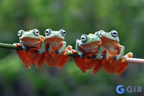 Tìm hiểu về ý nghĩa của giấc mơ con nhái số mấy Tìm hiểu về ý nghĩa của giấc mơ con nhái số mấy