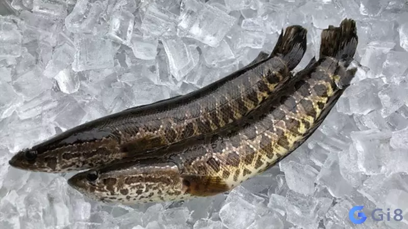 Cá chết số con cá