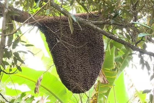 mơ thấy tổ ong đánh con gì mơ thấy tổ ong đánh con gì