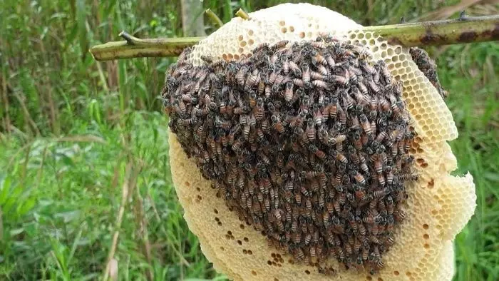mơ thấy tổ ong đánh con gì mơ thấy tổ ong đánh con gì