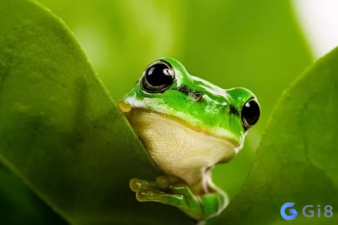 Những ý nghĩa nổi bật khi bạn nằm mơ thấy ếch Những ý nghĩa nổi bật khi bạn nằm mơ thấy ếch