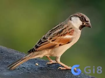 Mơ thấy bắt được chim Chim sẻ vào nhà là báo hiệu có điềm gì