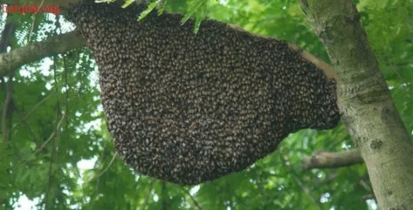 mơ thấy tổ ong đánh con gì mơ thấy tổ ong đánh con gì