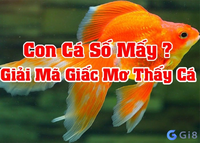 mơ thấy cá đánh đề con gì mơ thấy cá đánh đề con gì