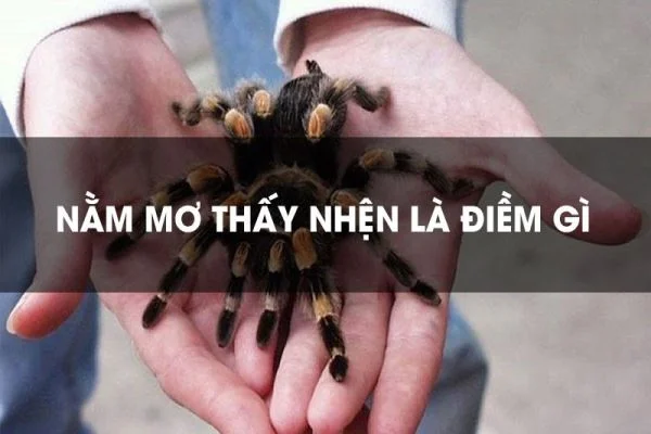 Điềm báo từ giấc mơ thấy nhện Điềm báo từ giấc mơ thấy nhện
