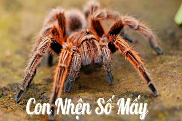 Đáp án từ giấc mơ thấy nhện thì đánh số mấy Đáp án từ giấc mơ thấy nhện thì đánh số mấy