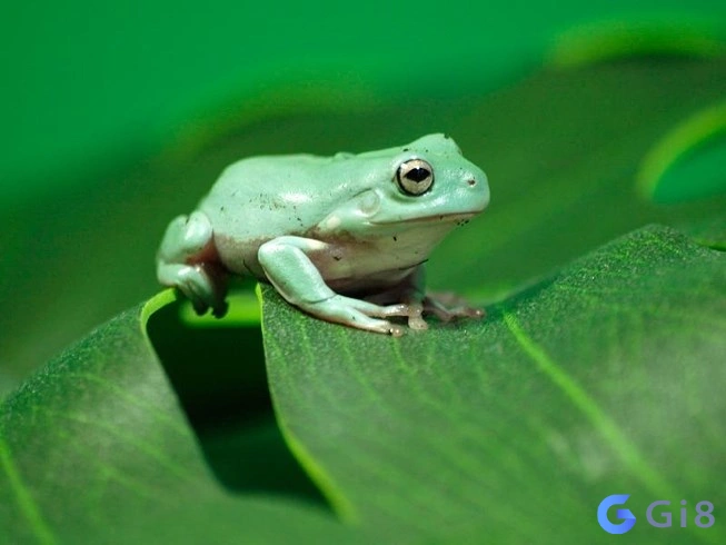 Một vài điểm thú vị khi tìm hiểu ý nghĩa của giấc mơ bắt được con ếch Một vài điểm thú vị khi tìm hiểu ý nghĩa của giấc mơ bắt được con ếch