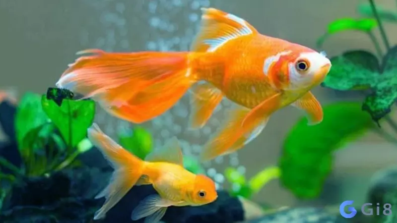 Cá vàng cho giấc mơ số mấy? Mơ thấy cá vàng