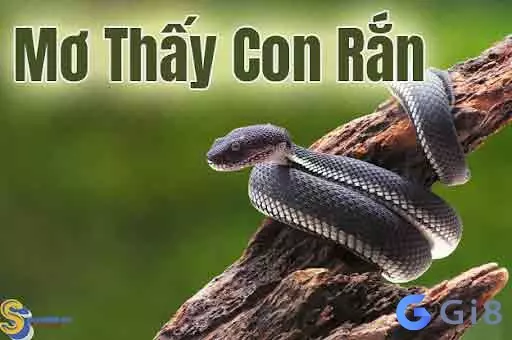 nằm mơ thấy rắn đánh số mấy nằm mơ thấy rắn đánh số mấy