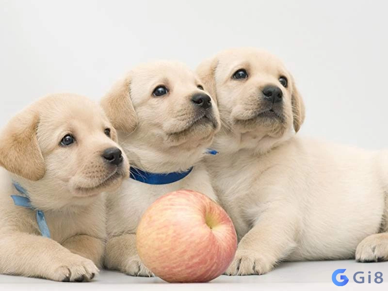 Giải đáp nhanh chóng cho thắc mắc con chó con số mấy Giải đáp nhanh chóng cho thắc mắc con chó con số mấy