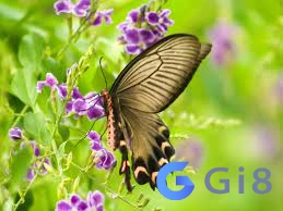 Bướm số đề số mấy?(Ảnh: internet) Bướm số đề số mấy?(Ảnh: internet)