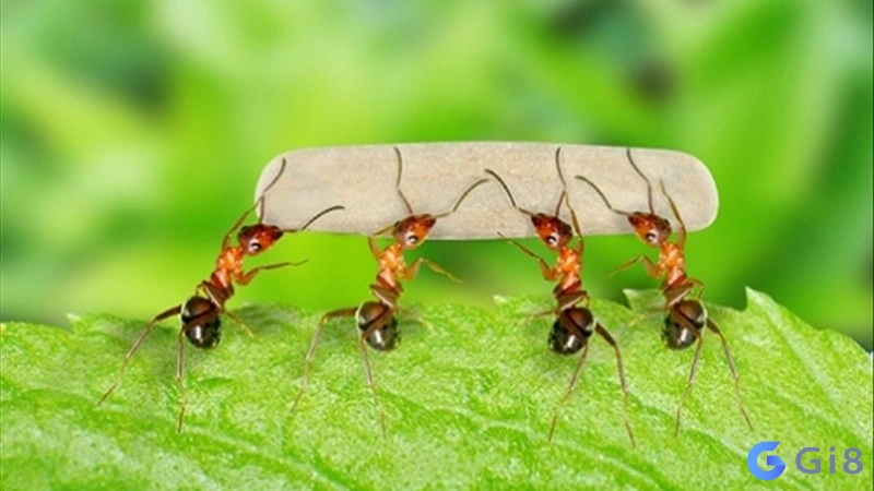 Môi trường cá cược siêu đỉnh khi tham gia ở gi88 – tiền thưởng siêu hậu hĩnh Môi trường cá cược siêu đỉnh khi tham gia ở gi88 - tiền thưởng siêu hậu hĩnh