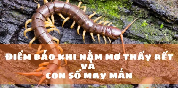 Điềm báo Mơ thấy con rết đánh số gì? Điềm báo Mơ thấy con rết đánh số gì?