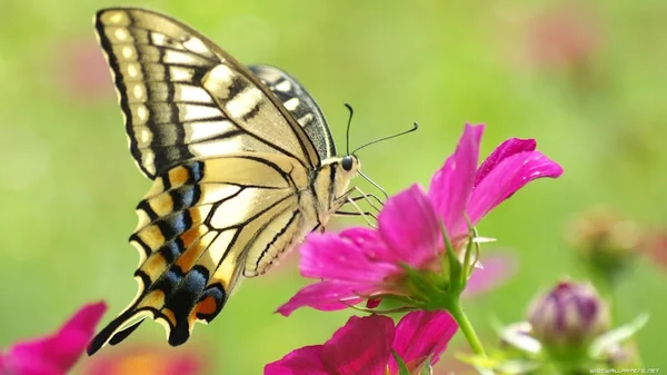 Mơ thấy bươm bướm là điềm gì Mơ thấy bươm bướm là điềm gì