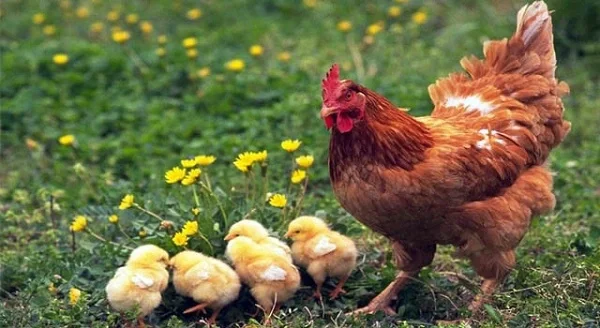 Giải mã giấc mơ bắt gà – mơ thấy bắt gà đánh con gì Giải mã giấc mơ bắt gà - mơ thấy bắt gà đánh con gì