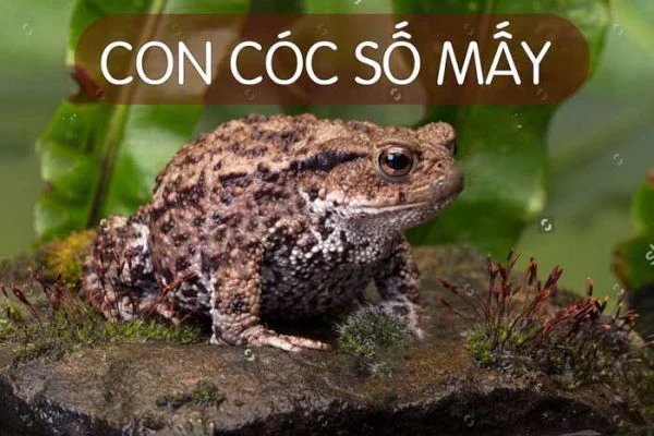Giấc mơ gặp con cóc có ý nghĩa gì Giấc mơ gặp con cóc có ý nghĩa gì