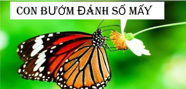 Đáp án nằm mơ thấy bướm số đề gì xem tại đây Đáp án nằm mơ thấy bướm số đề gì xem tại đây