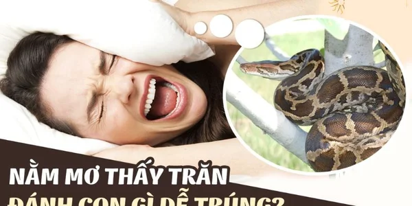 Giải đáp nằm mơ thấy trăn lớn đánh số gì Giải đáp nằm mơ thấy trăn lớn đánh số gì