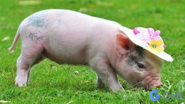 Nằm mơ thấy con heo đánh số đề nào mang lại may mắn? số đề con heo