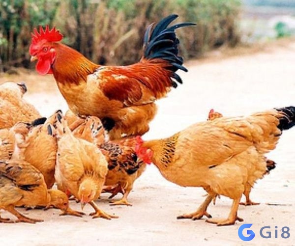 Hình ảnh đàn gà đang ăn thóc trên sân số đề con gà