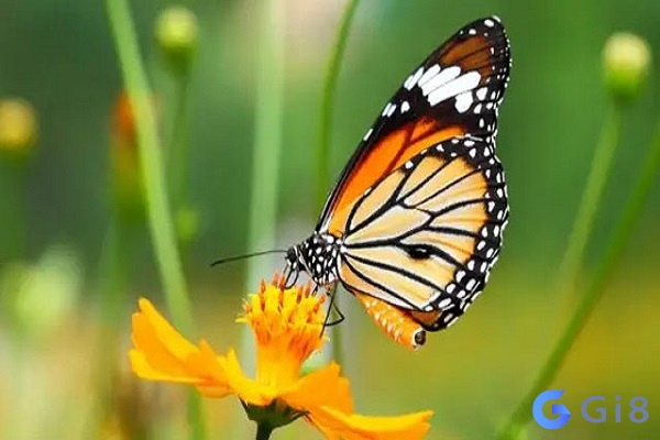 Trong mơ gặp bướm đánh con đề số mấy để trúng lớn? số con bướm