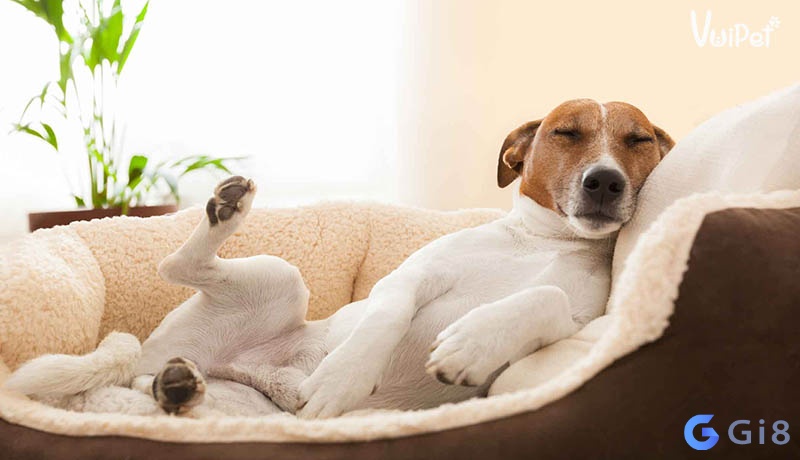 Chó chết đánh số mấy? chó chết đánh con gi? cho chet danh con gi