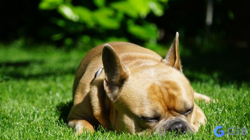 Nhìn thấy cho chết đánh con gì cho may mắn? cho chet danh con gi