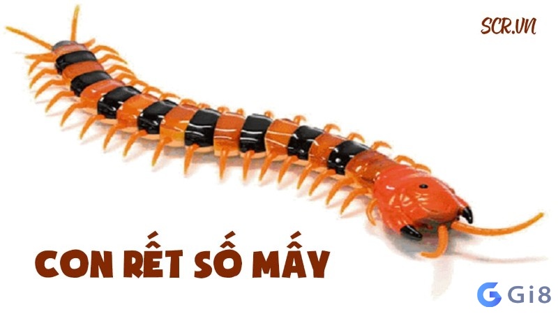 Rết số đề là số mấy? mơ thấy rết đánh số bao nhiêu để trúng lớn? số đề con rết