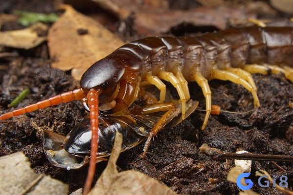 Giấc chiêm bao thấy rết là điềm báo gì? Lành hay xui số đề con rết