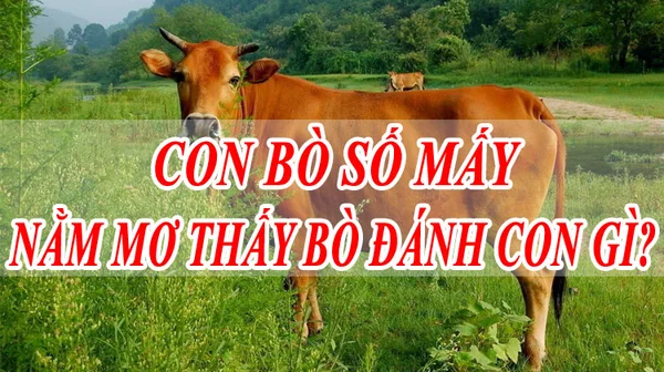 Ý nghĩa về con gì đây con bò Ý nghĩa về con gì đây con bò