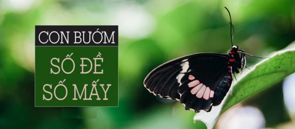 Ý nghĩa về loài bướm? Bướm là số mấy Ý nghĩa về loài bướm? Bướm là số mấy