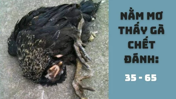 Ý nghĩa giấc mơ thấy gà chết theo ngữ cảnh, diễn biến cụ thể Ý nghĩa giấc mơ thấy gà chết theo ngữ cảnh, diễn biến cụ thể