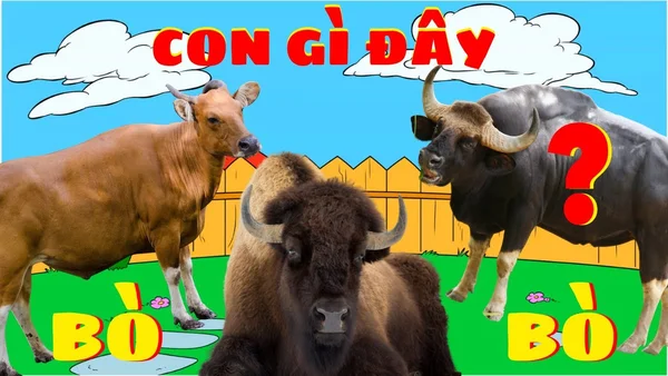 Chiêm bao thấy bò là điềm gì Chiêm bao thấy bò là điềm gì
