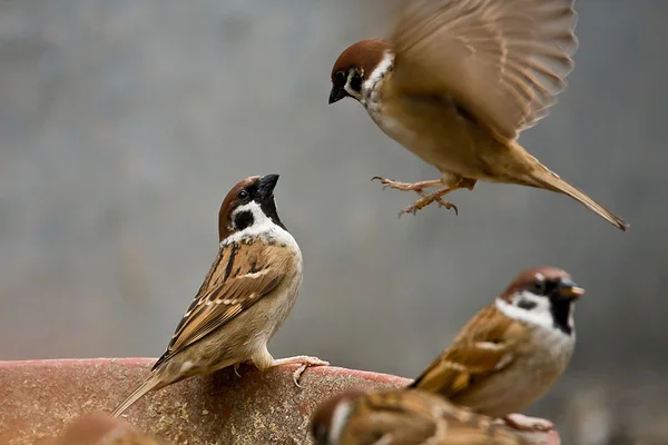Ý nghĩa điềm báo sẽ phụ thuộc vào loài chim khác nhau Ý nghĩa điềm báo sẽ phụ thuộc vào loài chim khác nhau