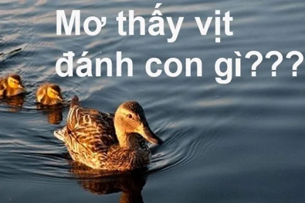 Tình tiết và ý nghĩa giấc mơ thấy vịt Tình tiết và ý nghĩa giấc mơ thấy vịt