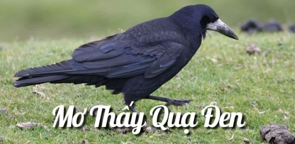 Dữ liệu mơ thấy nuôi quạ đánh con gì chi tiết Dữ liệu mơ thấy nuôi quạ đánh con gì chi tiết