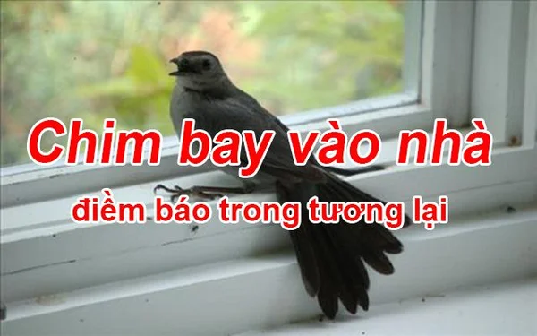 Tìm hiểu về điềm báo chim bay vào nhà và con số may mắn Tìm hiểu về điềm báo chim bay vào nhà và con số may mắn