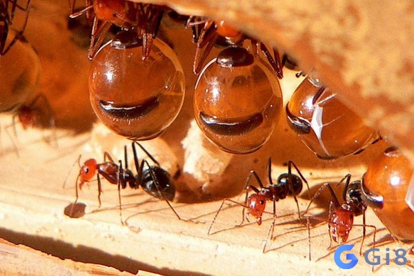 Con kiến số bao nhiêu? Mơ thấy kiến đánh số gì? Mỗi một giấc mơ thấy kiến đều ẩn chứa các con số may mắn
