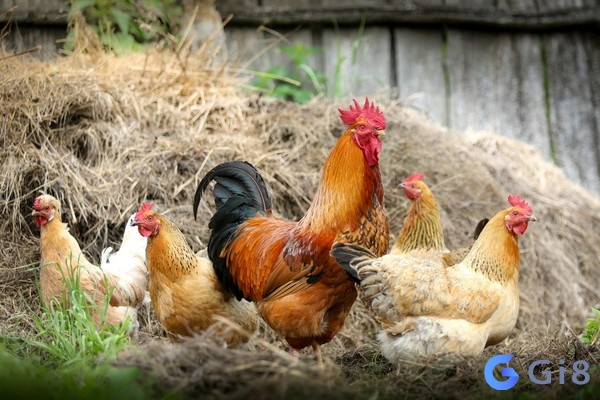 Giải mã giấc mơ thấy gà trống mo ga danh con gi