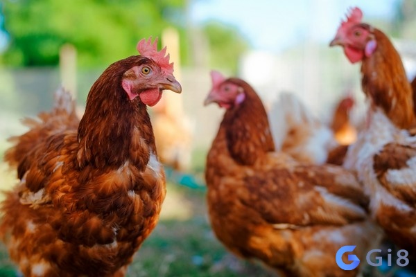 Giải ãm giấc mơ thấy đàn gà mo ga danh con gi