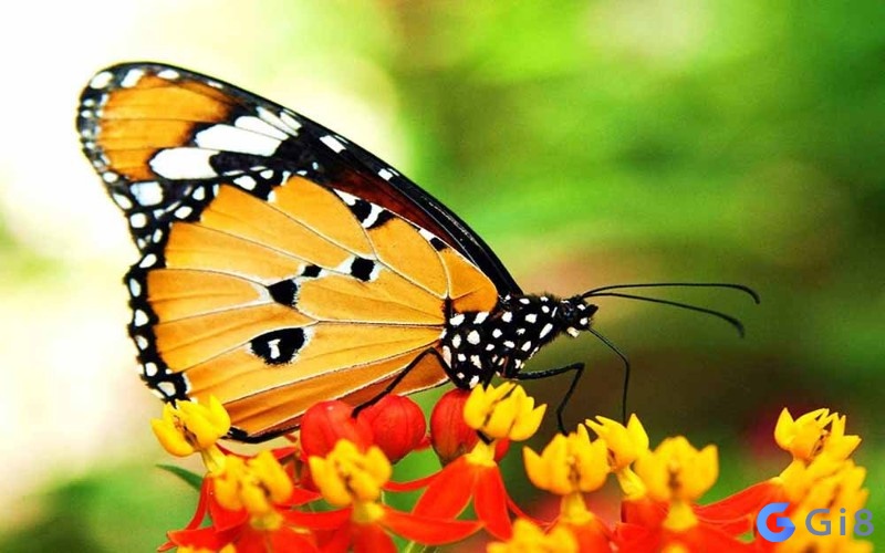 Những giấc mơ thấy bướm mang ý nghĩa gì con bướm đánh đề số mấy