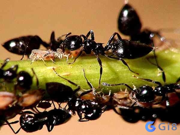 Kiến là loài vật nhỏ bé và rất phổ biến trong cuộc sống Con kiến số bao nhiêu? Nằm mơ thấy kiến mang đến dự báo gì?