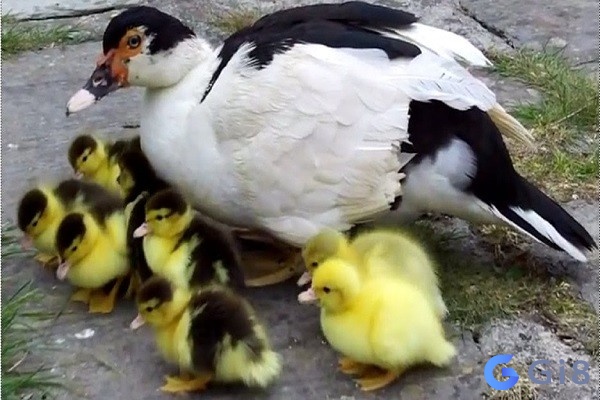 Giải mã giấc mơ thấy vịt mang đến dự cảm gì? Giải mã giấc mơ thấy vịt mang đến dự cảm gì?