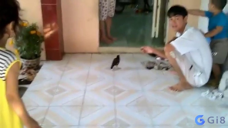 Chim bay vô nhà đánh số mấy? Chim bay vô nhà đánh số mấy?