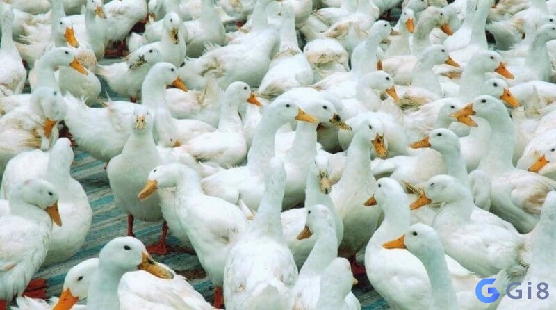 So de con vit là số bao nhiêu? So de con vit là số bao nhiêu?