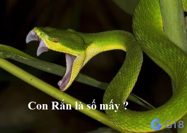 Nằm mơ thấy rắn đánh số nào cho dễ trúng Nằm mơ thấy rắn đánh số nào cho dễ trúng