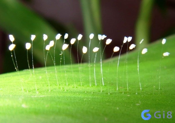 Hoa ưu đàm là loài hoa gì? Hoa ưu đàm là loài hoa gì?