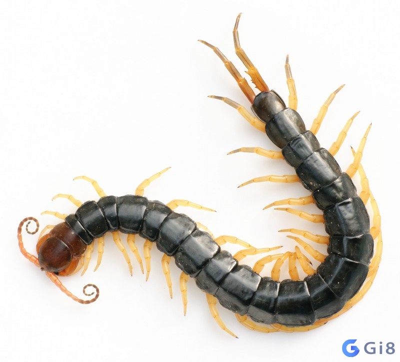 Giải mã giấc mơ thấy rết mang đến dự cảm gì cho con người Giải mã giấc mơ thấy rết mang đến dự cảm gì cho con người