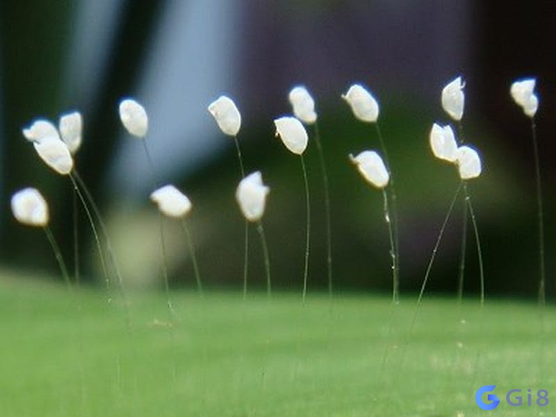 Loài hoa 3000 năm mới nở một lần Loài hoa 3000 năm mới nở một lần