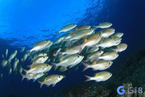 Cá là số mấy? Cá là số mấy?